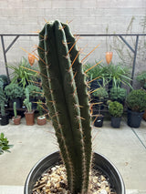 Echinopsis ‘Althea’ × ‘Vari Thai’ Variegated Cactus