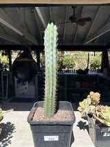 CCVP x Ferah- Columnar Cactus Hybrid