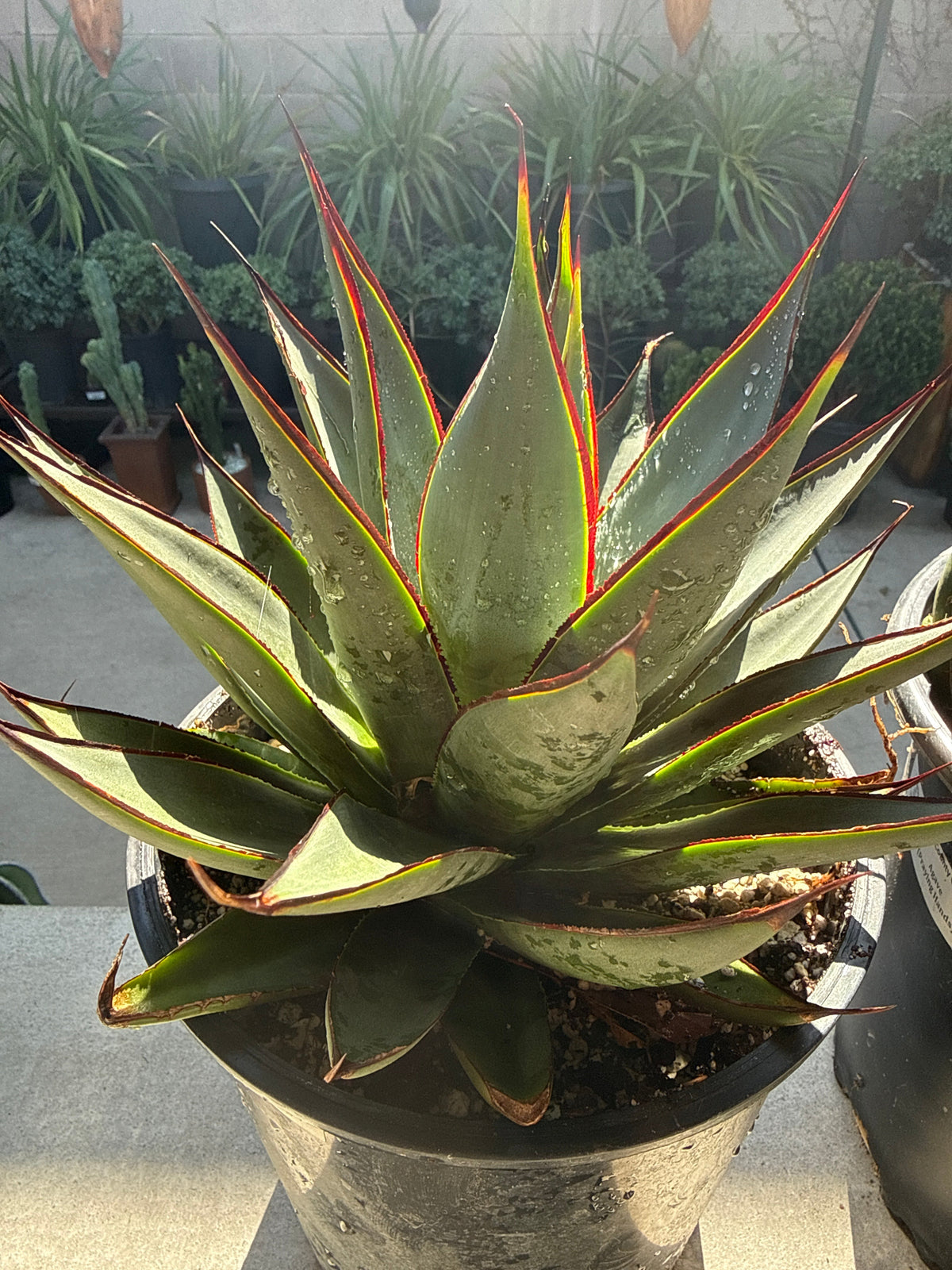 Agave 'Blue Glow'