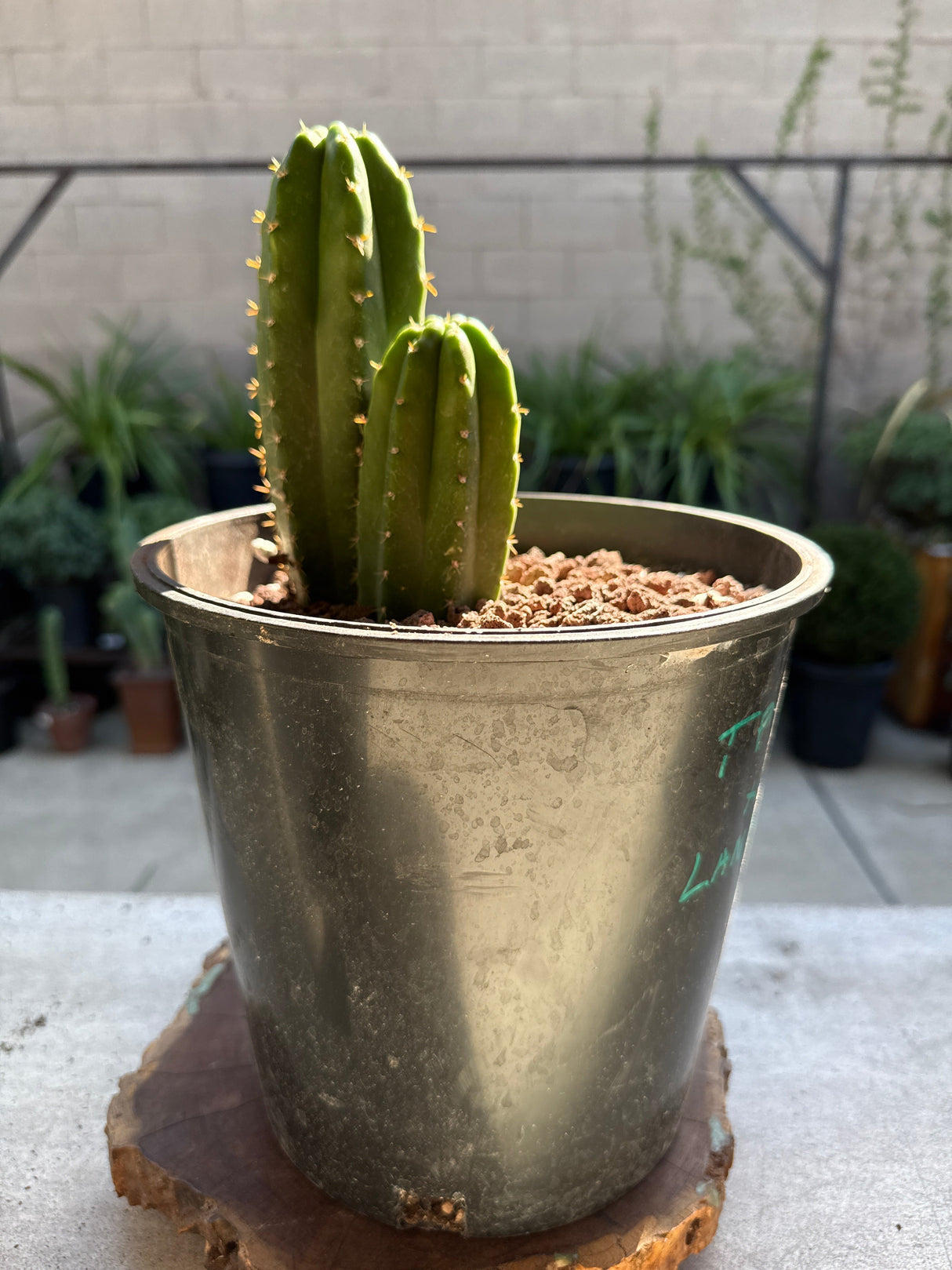 TPM × Landfill – Columnar Cactus Hybrid