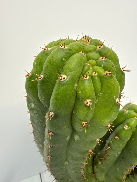 TPM (Rooted Plants)