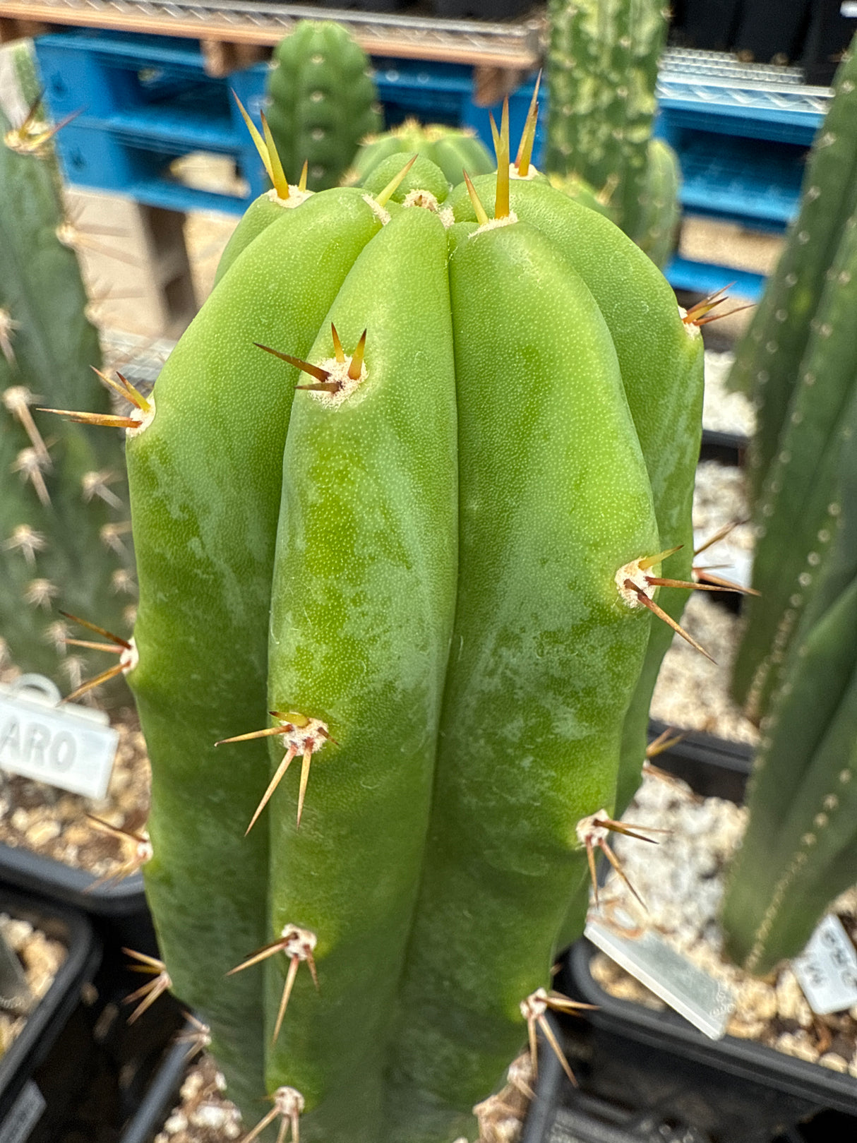 Huarazensis x Kimnach (Cuttings)