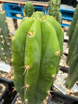 Huarazensis x Kimnach (Cuttings)