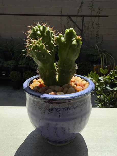 TPM x OP - Monstros - Cactus Hybrid