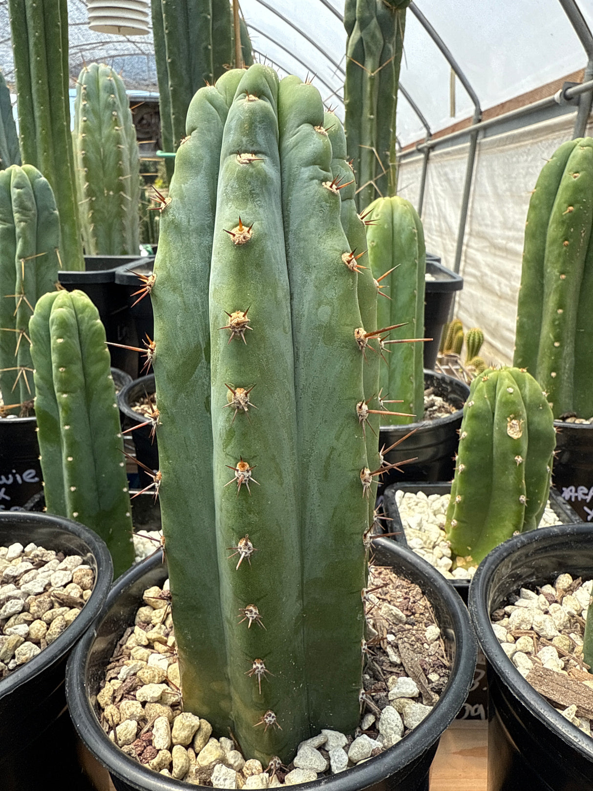 Kimnach (Rooted Plants)