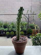 Myrtillocactus Geometrizans 'Fukurokuryuzinboku' - Boobie Cactus