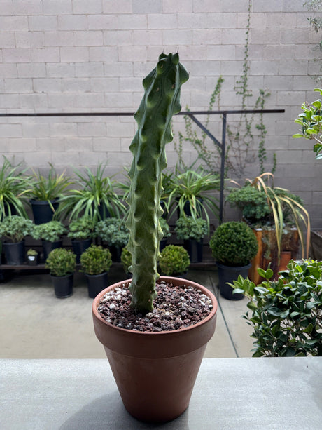 Myrtillocactus Geometrizans 'Fukurokuryuzinboku' - Boobie Cactus