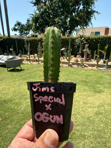 Jim's Special x Ogun (Yearlings)