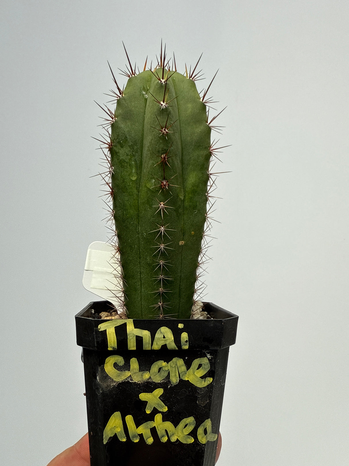 Vari. Thai Clone x Althea (Yearlings)