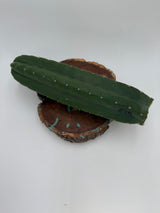 Eck-Columnar Cactus Clone