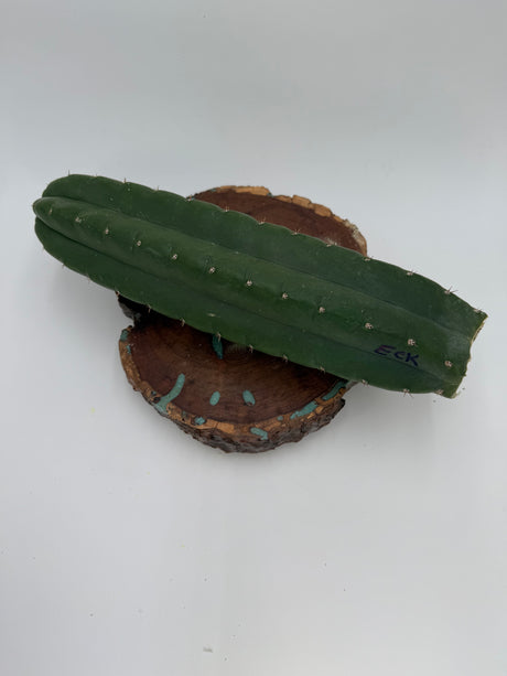 Rare Cactus - Columnar Cactus Clone - (Eck)