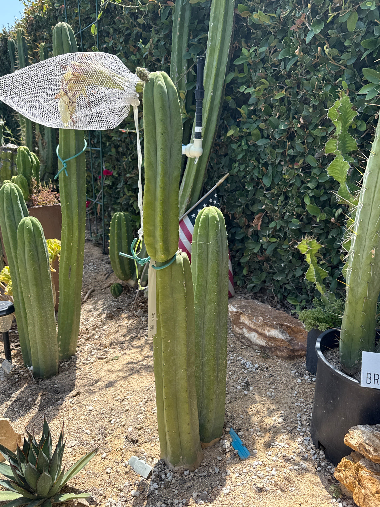 Yogi (Cuttings)