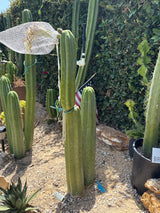 Yogi (Cuttings)