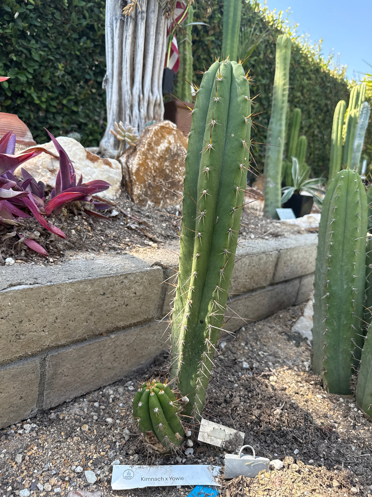 Kimnach x Yowie (Cuttings)