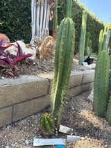 Kimnach x Yowie (Cuttings)