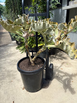 Kalanchoe beharensis – Elephant's Ear Kalanchoe