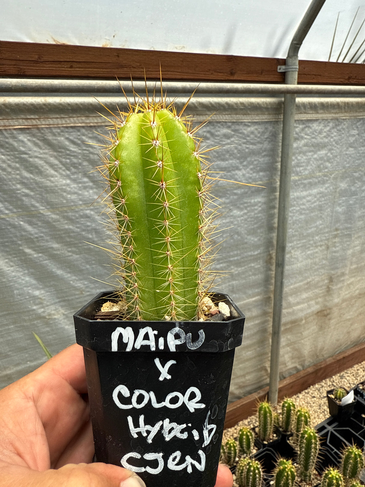 Maipu x Color Hybrid CJEN (Yearlings)