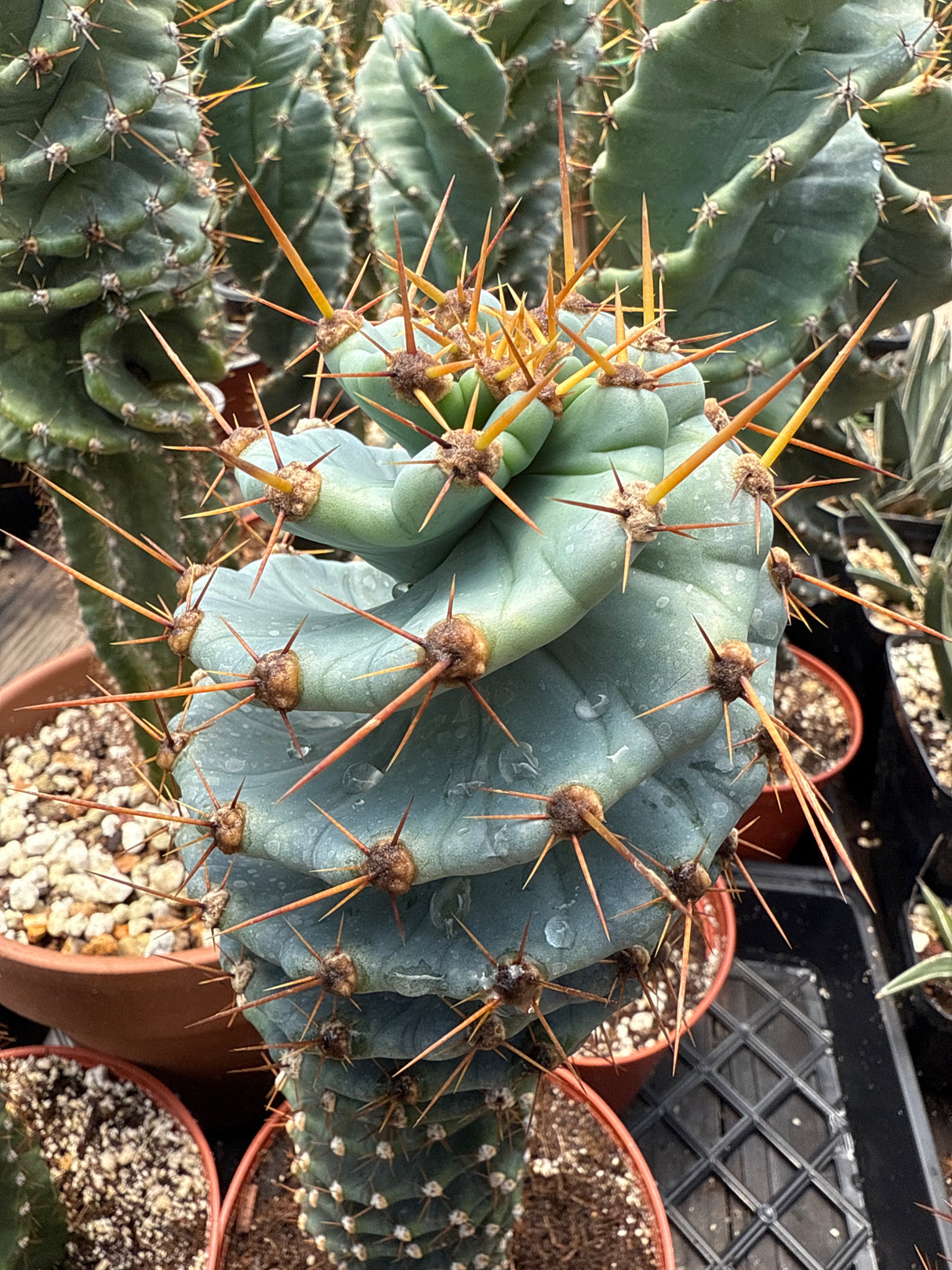 Spiral Cactus 'Cereus Forbesii Spiralis' - Seed Grown (Rooted Plants)