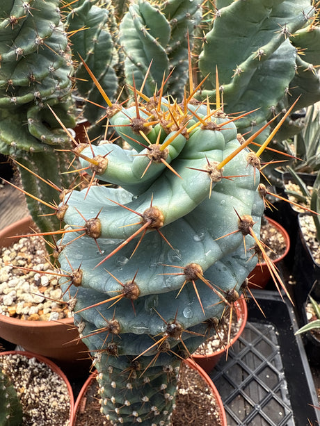 Spiral Cactus 'Cereus Forbesii Spiralis' - Seed Grown (Rooted Plants)