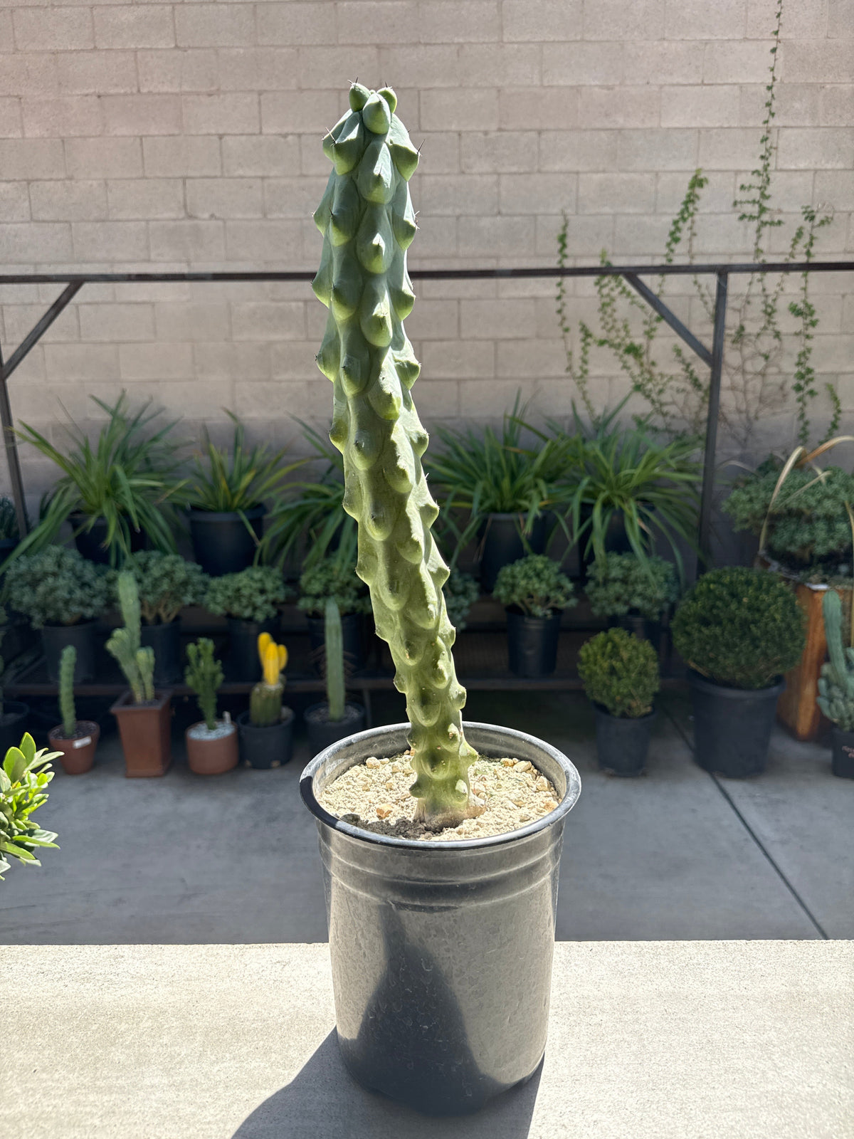 Myrtillocactus Geometrizans 'Fukurokuryuzinboku' - Boobie Cactus