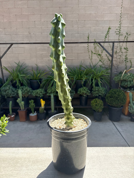 Myrtillocactus Geometrizans 'Fukurokuryuzinboku' - Boobie Cactus