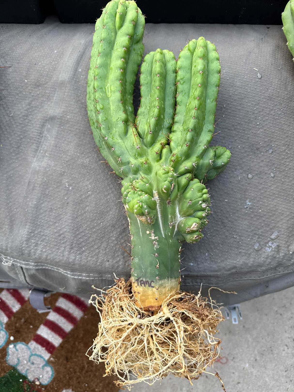 TPM (Rooted Plants)