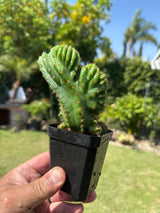 TPM x Scopulicola (Yearlings)