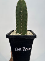Care Bear (Rooted)