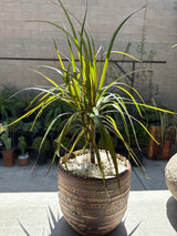 Dracaena Marginata Cane – Madagascar Dragon Tree