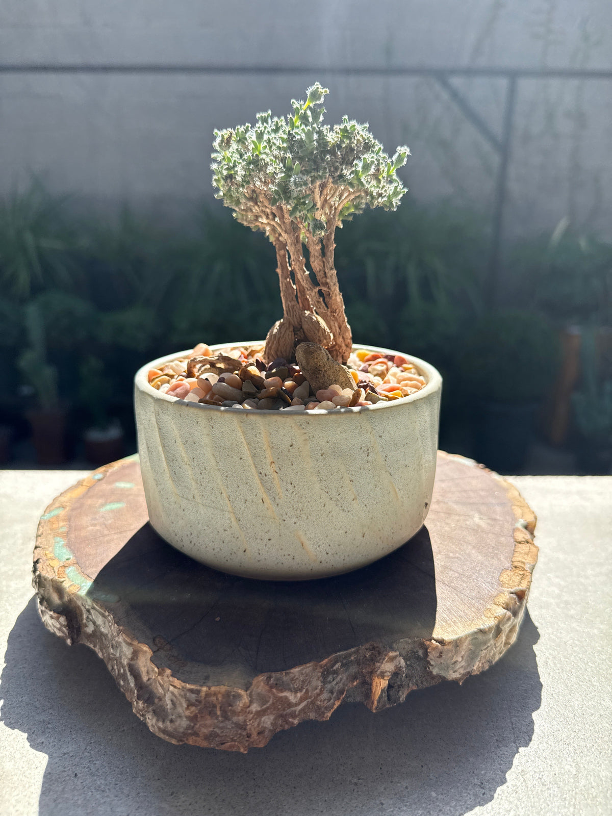 African Bonsai (Trichodiadema bulbosum)