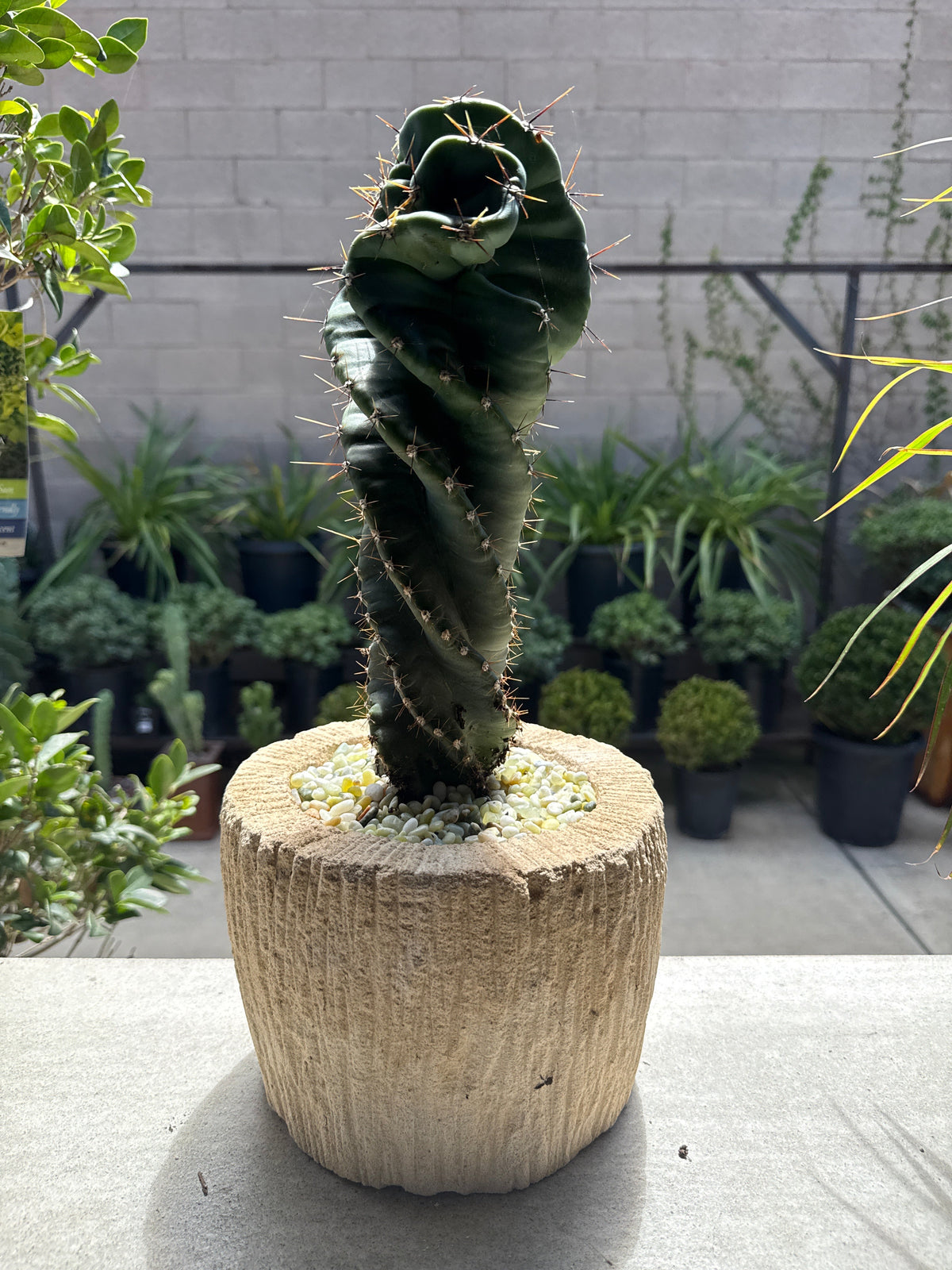 Cereus forbesii 'Spiralis' - Spiral Cactus