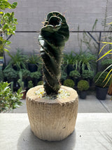 Cereus forbesii 'Spiralis' - Spiral Cactus