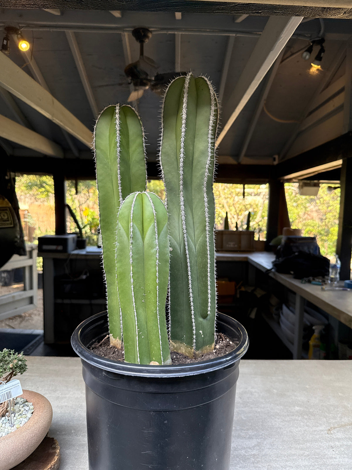 Mexican Fence Post Cactus (Pachycereus marginatus)