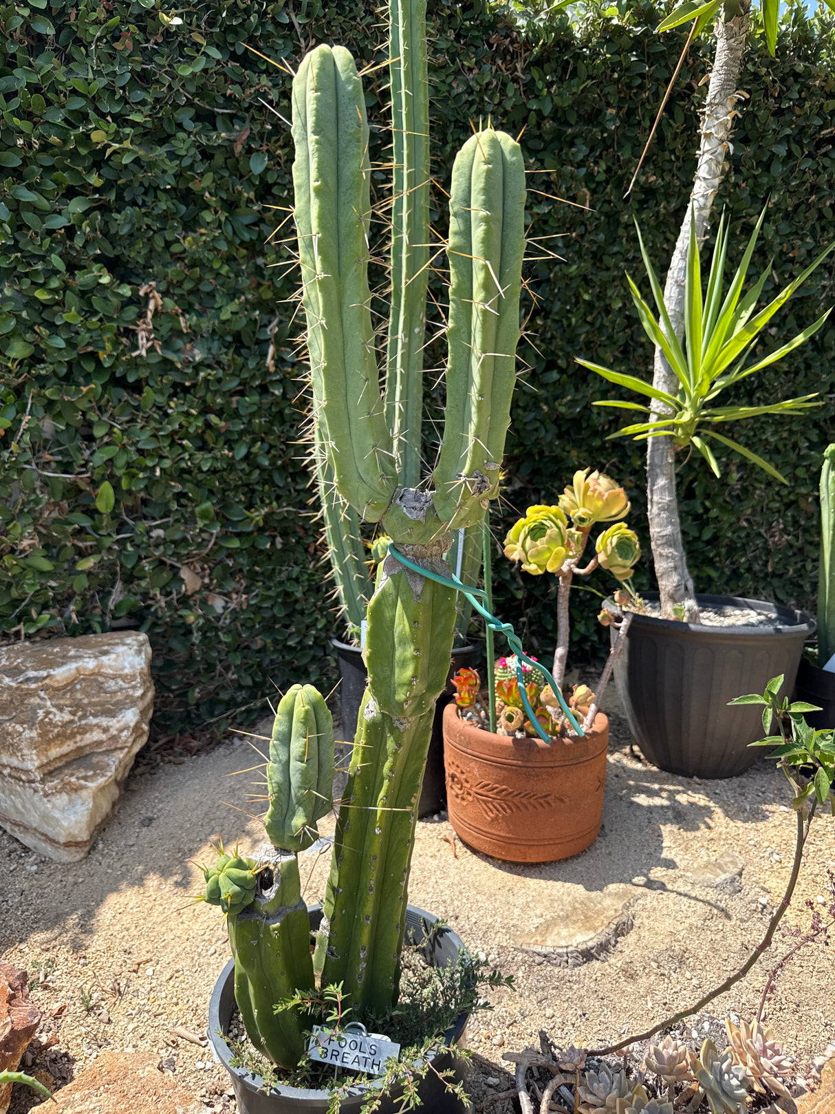 Fools Breath (Rooted Plants)