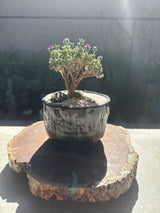 African Bonsai (Trichodiadema bulbosum)