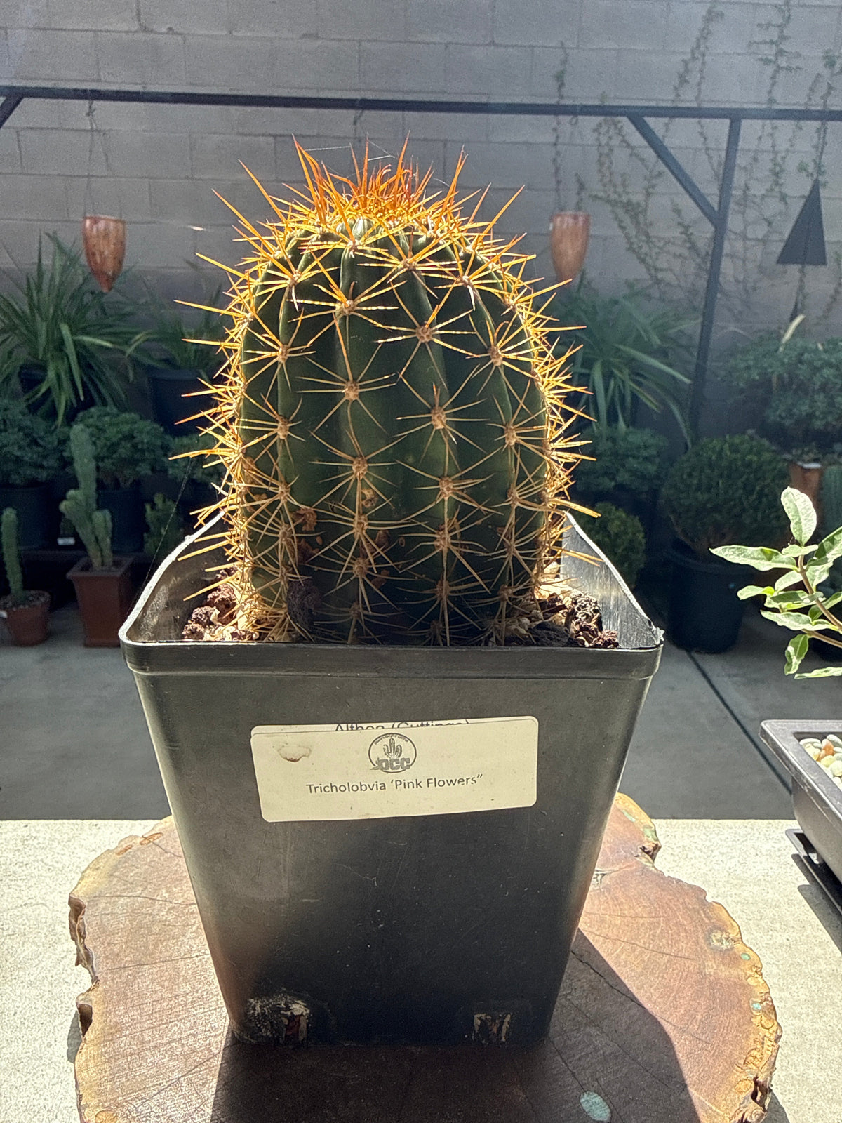Echinopsis 'Pink Flowers' Trumpet Flower Cactus