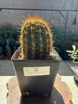 Echinopsis 'Pink Flowers' Trumpet Flower Cactus