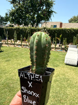 Althea x Sharxx Blue (Yearlings)