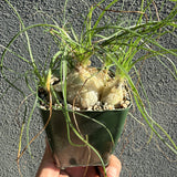 Albuca "Augrabies Hills"