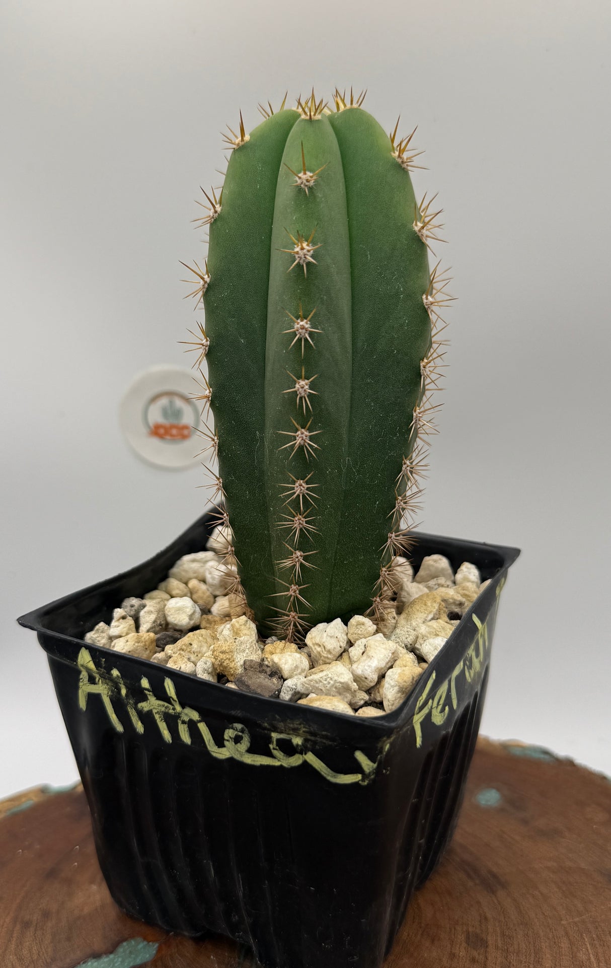 Althea x Ferah 7 (Yearlings) -Plantstock