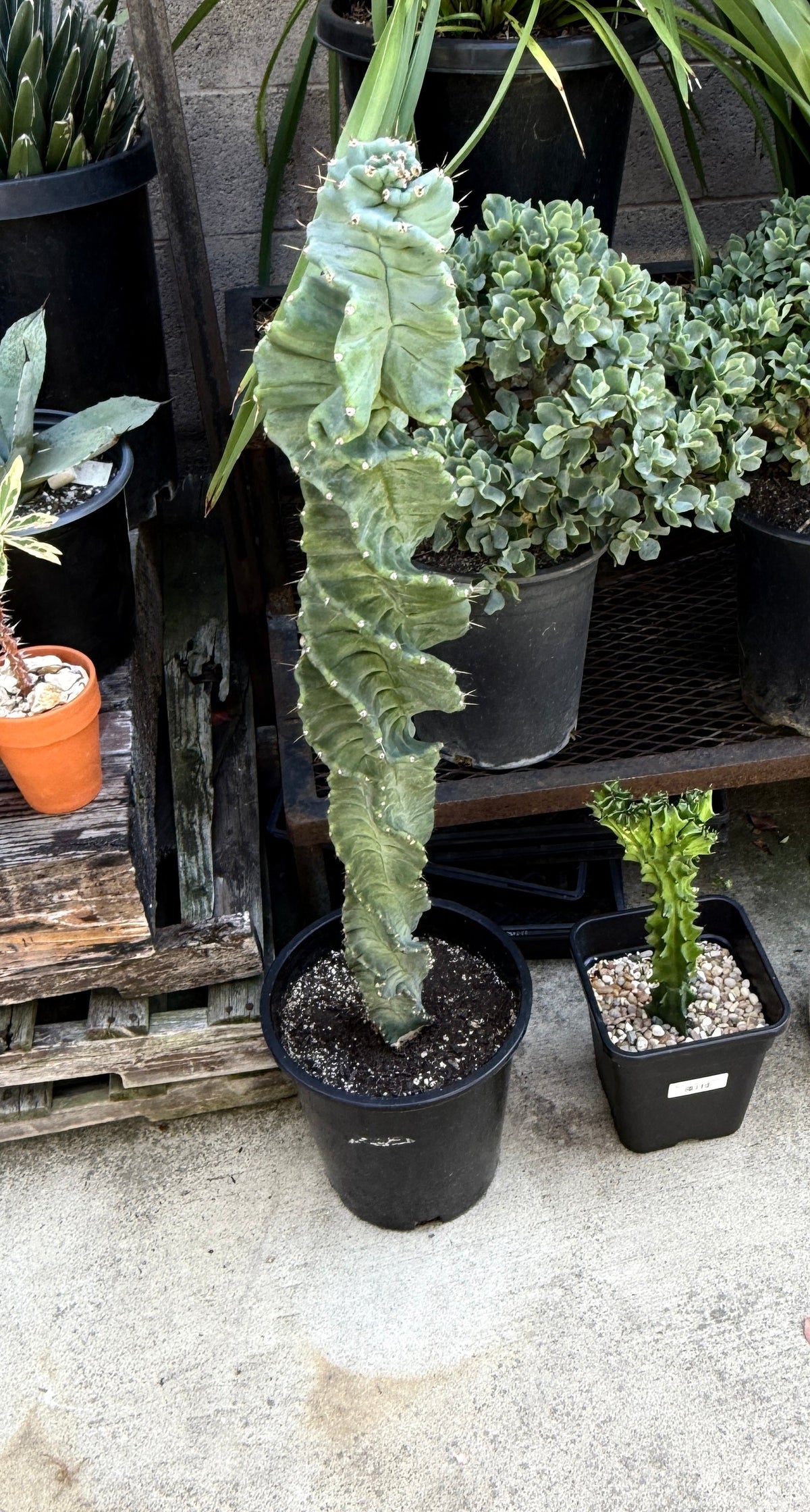 Cereus forbesii 'Spiralis' - Spiral Cactus