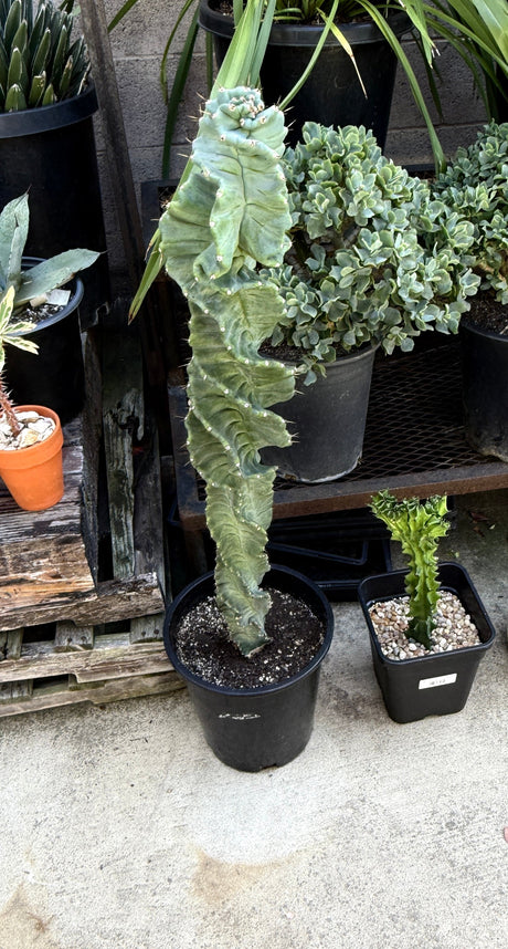 Cereus forbesii 'Spiralis' - Spiral Cactus