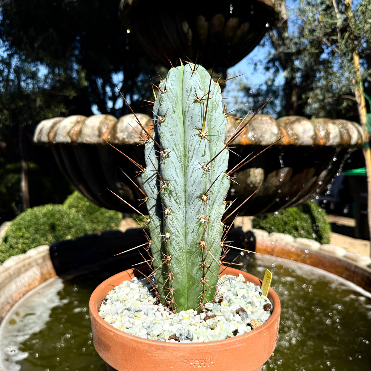 Echinopsis ‘Althea’ × BBG 48.1540 Blue Columnar Cactus