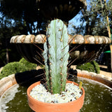 Echinopsis ‘Althea’ × BBG 48.1540 Blue Columnar Cactus