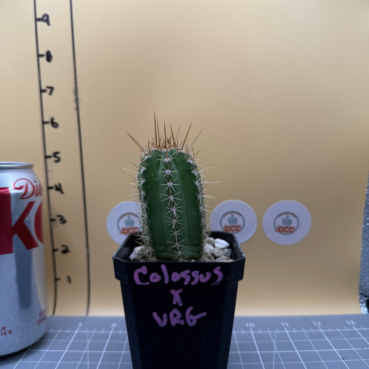 Colossus x VRG (Yearlings)