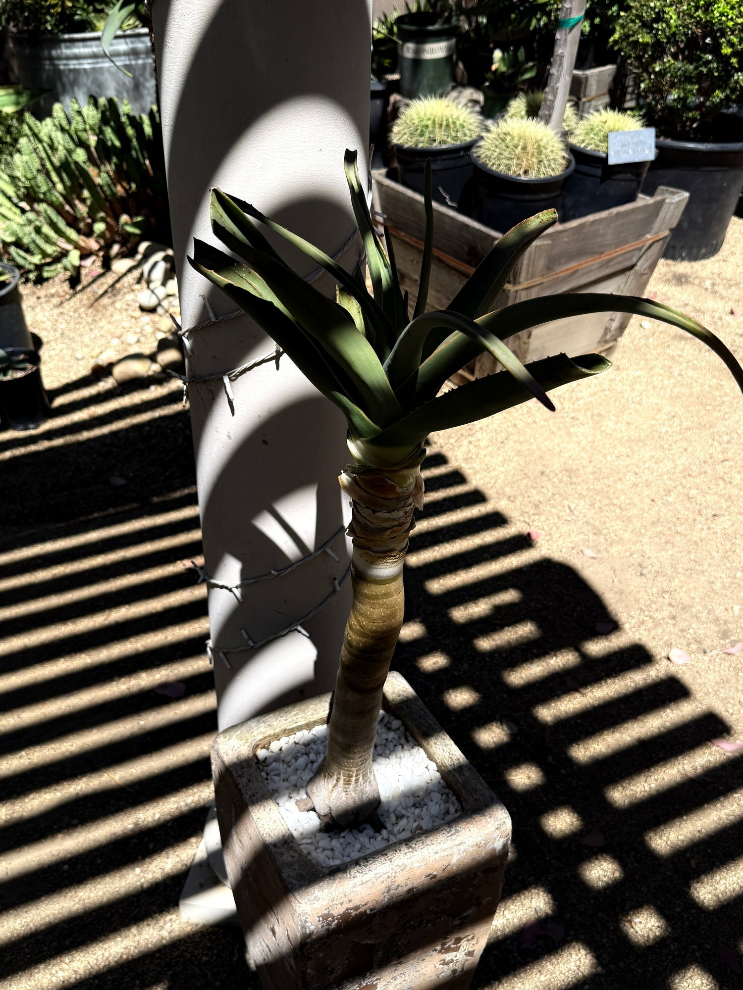 Aloe 'Hercules' – Tree Aloe