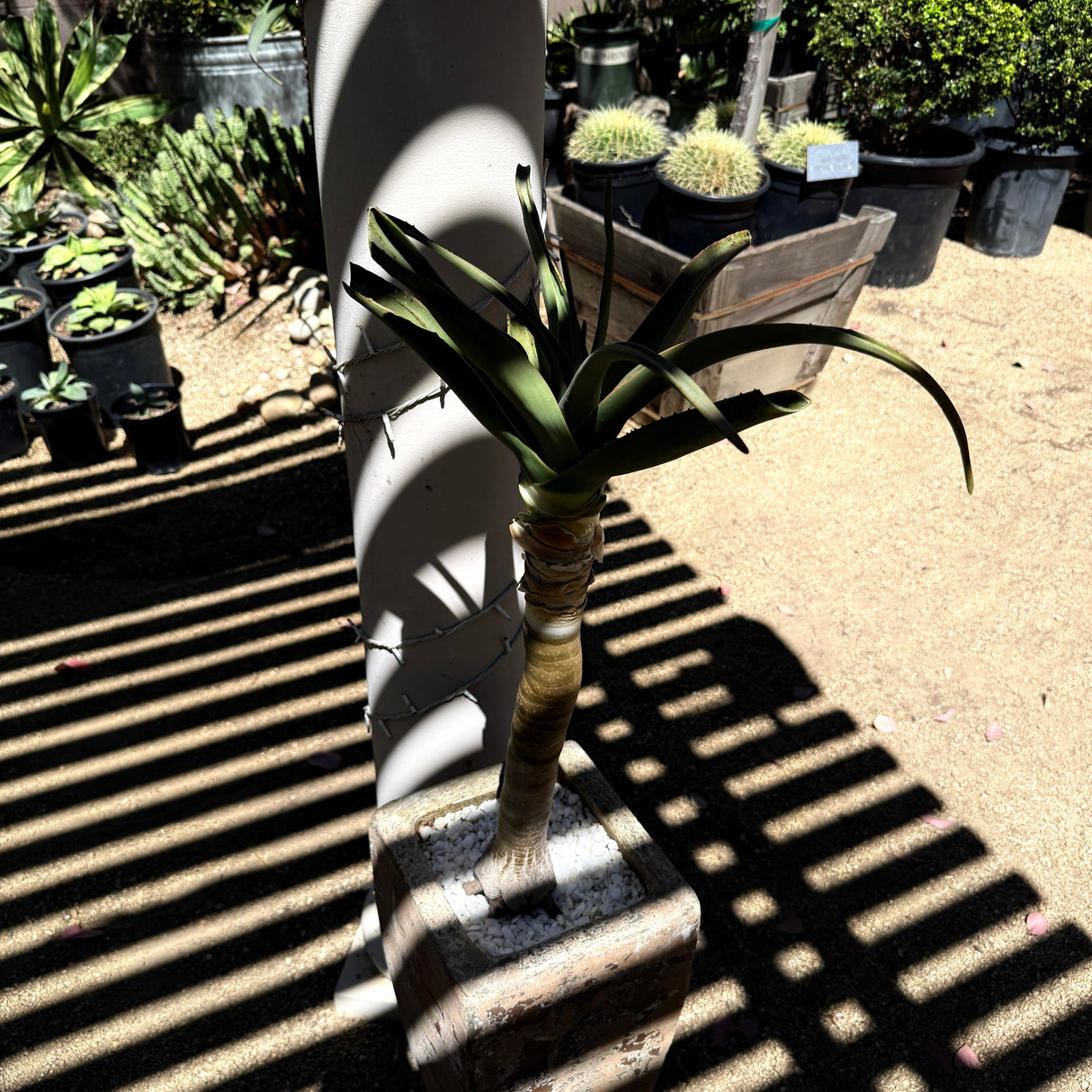Aloe 'Hercules' – Tree Aloe