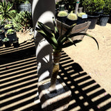 Aloe 'Hercules' – Tree Aloe