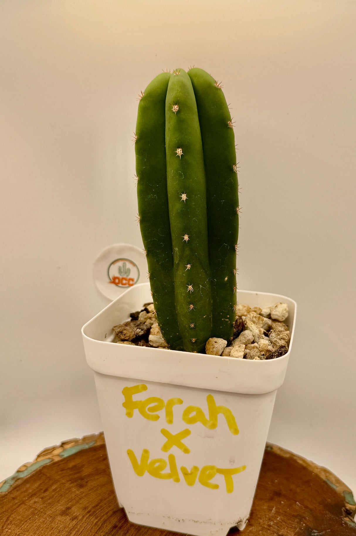 Ferah x Velvet (Yearlings)