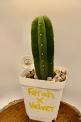 Ferah x Velvet (Yearlings)